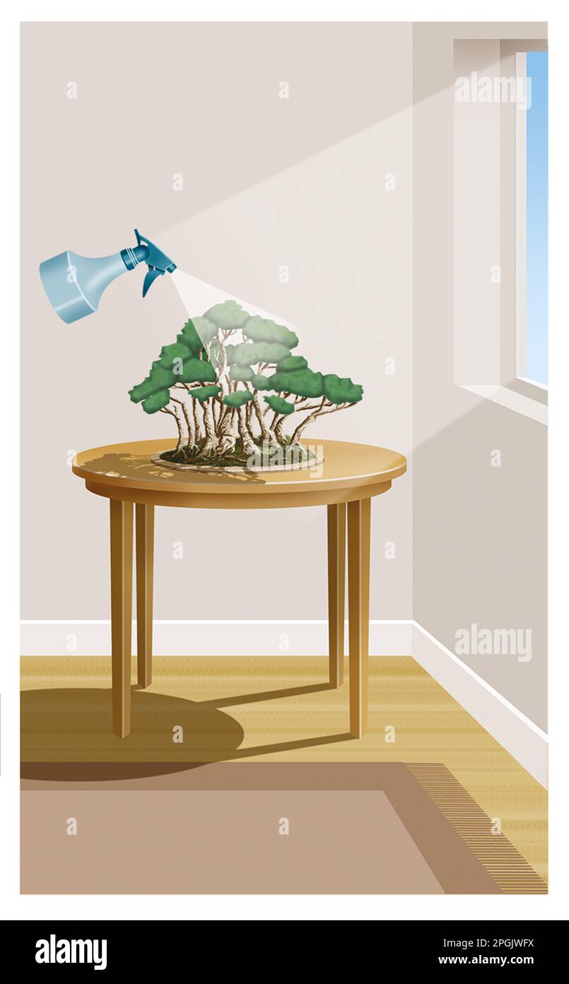 Wie man Bonsai drinnen pflegt Stockfoto