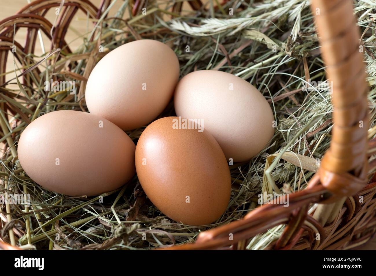 Hühnereier im Korb auf Heu. Eiweißfuttermittel, biologisches Agrarprodukt. Schließen. Stockfoto