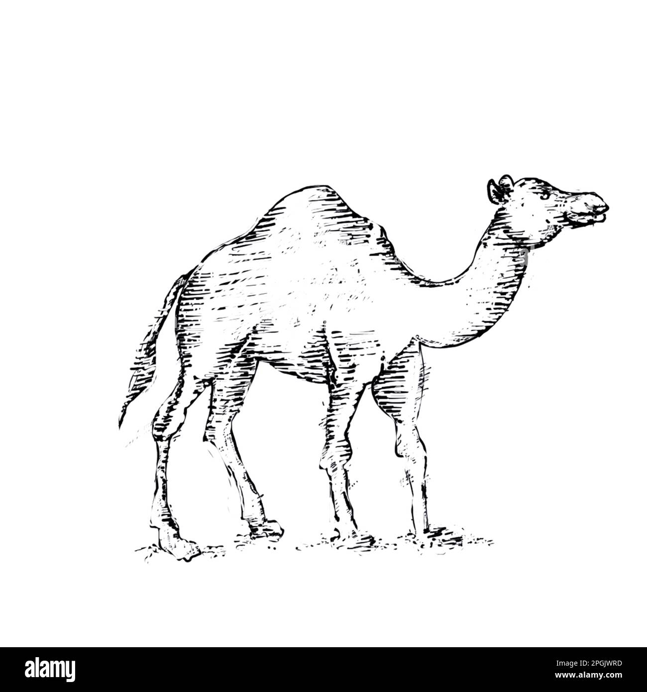 Kamel – eine Figur aus der indischen Mythologie Stockfoto