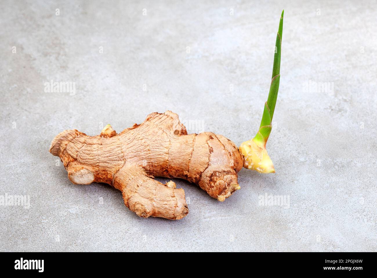 Ginger-Rhizom auf meliertem Grau Stockfoto