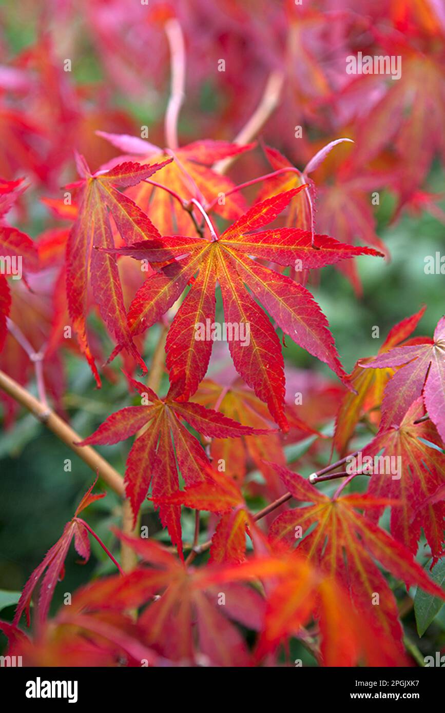 Acer palmatum „Beni-kagami“ Stockfoto
