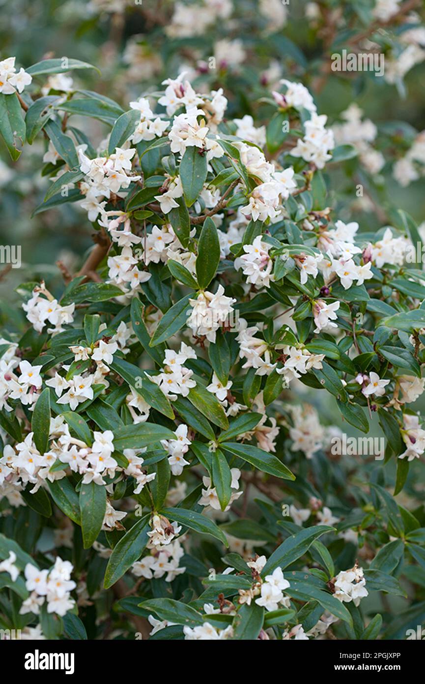 Daphne Bholua 'Alba' Stockfoto