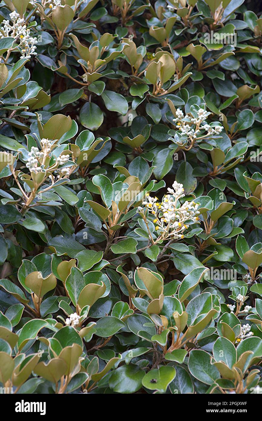 Brachyglottis Rotundifolia Stockfoto