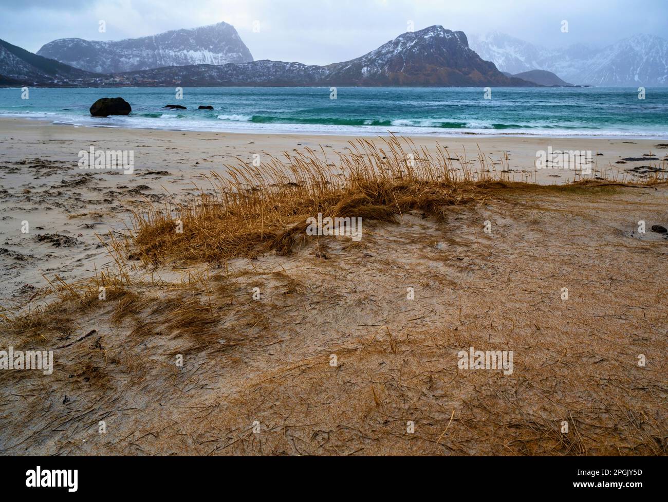 Küste mit Gras am Strand, türkisfarbenem Meer und steilen felsigen Bergen am Horizont. Der Winter endet am Strand Haukland, den Lofoten-Inseln, Norwegen. Stockfoto