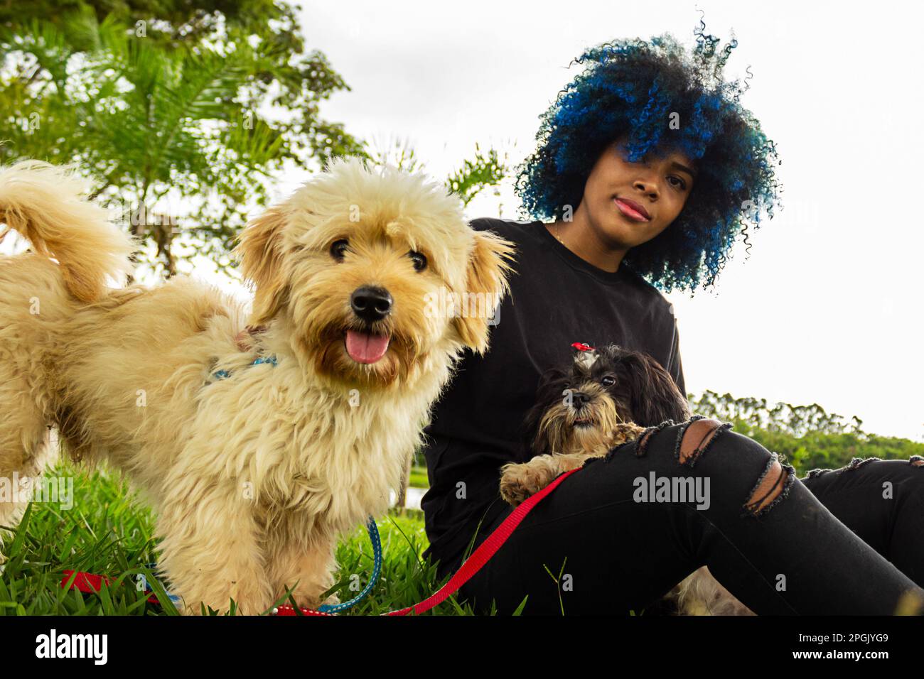 Goiania, Goias, Brasilien – 20. März 2023: Eine junge schwarze Frau mit lockigem Haar, blau gefärbt, die mit ihren Hunden auf dem Rasen eines Parks sitzt. Stockfoto