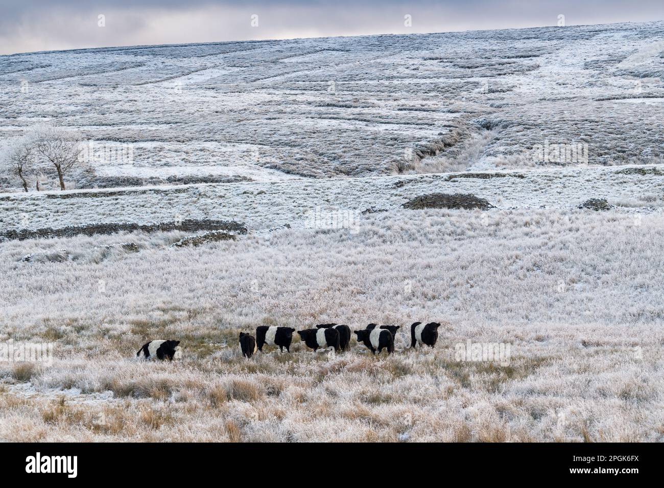 Belted Galloway, eine Rasse einheimischer Rinder, überwintert das Moorland im Yorkshire Dales National Park, Großbritannien. Stockfoto