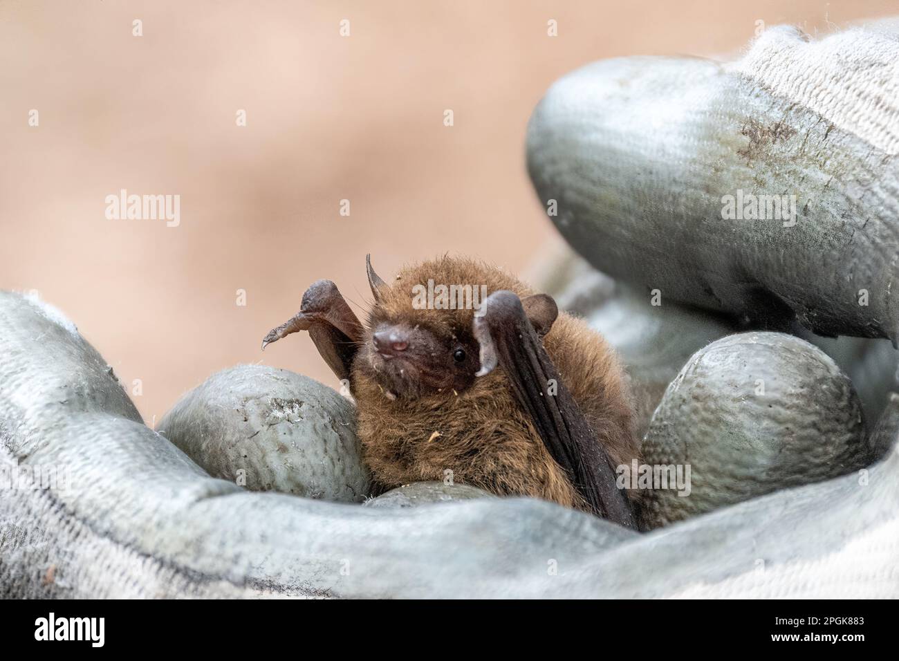 Sopranpipistrelle bat (Pipistrellus pygmaeus) in der Hand eines zugelassenen Gutachters, Surrey, England, Vereinigtes Königreich. BAT-Umfrage, BAT-Umfrage Stockfoto