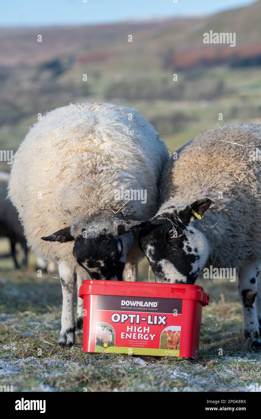 Maultiere im Norden Englands essen einen energiereichen Futterleck, um ihre Gesundheit im Winter zu erhalten. Yorkshire, Großbritannien. Stockfoto