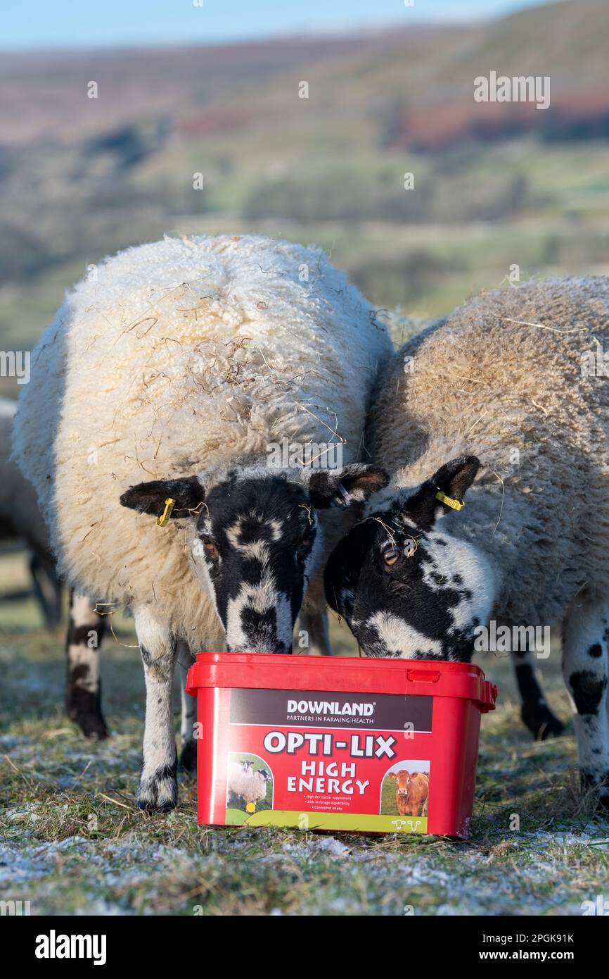 Maultiere im Norden Englands essen einen energiereichen Futterleck, um ihre Gesundheit im Winter zu erhalten. Yorkshire, Großbritannien. Stockfoto