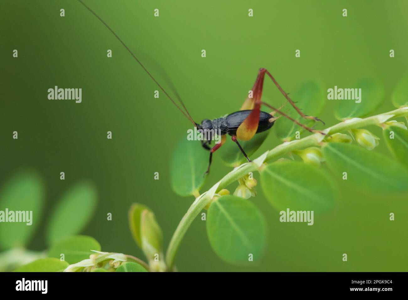 Metioche vittaticolis befindet sich auf einem Blatt, etwa 6 mm lang