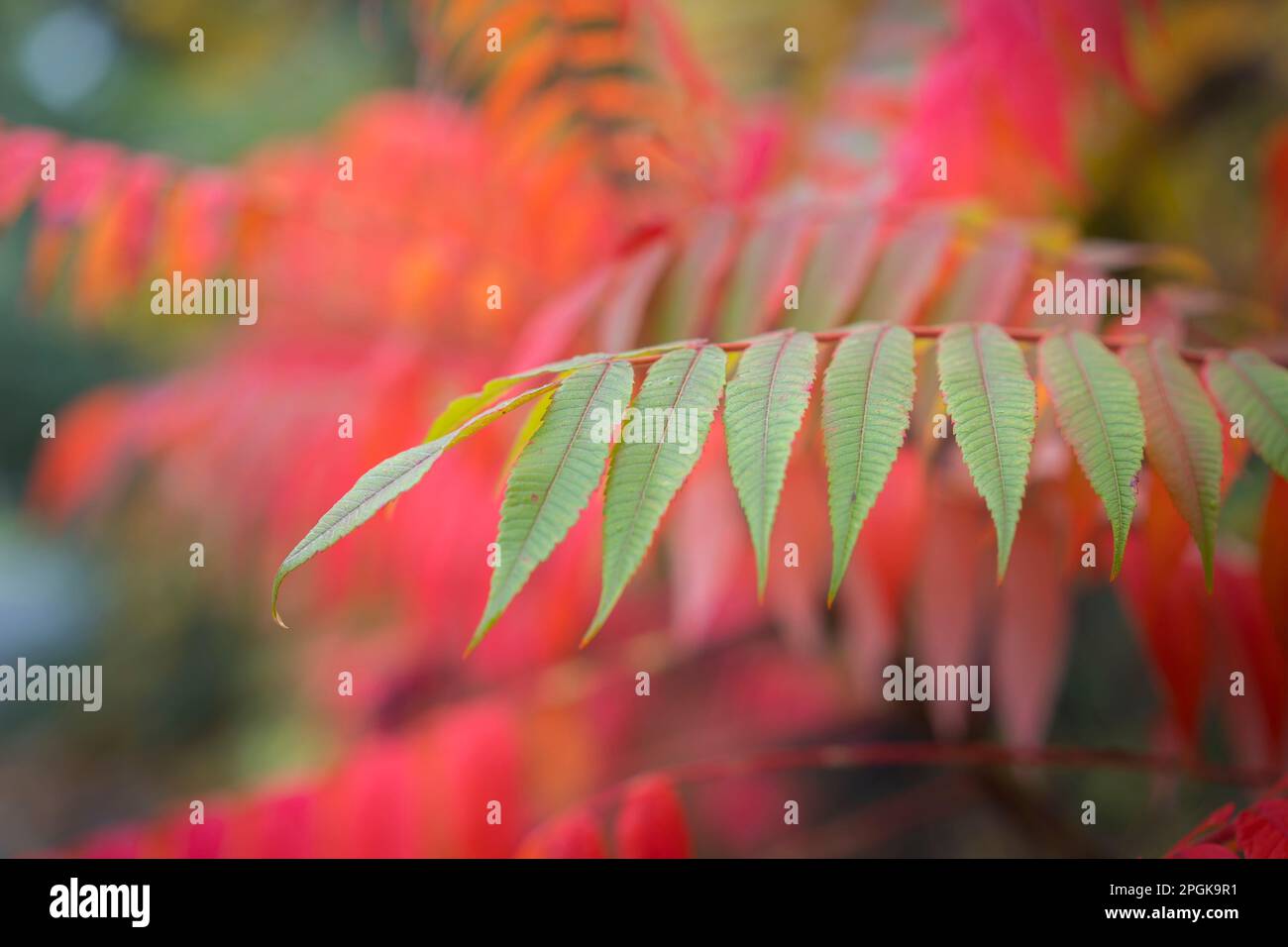 Nahaufnahme des Blatts, dahinter verfärbt sich bereits die Farbe für die Herbstsaison, Großbritannien. Stockfoto