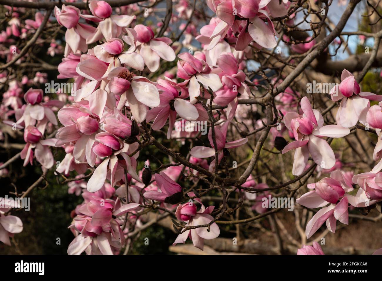 Rosa Magnolia soulangeana-Blumen im Frühling Stockfoto