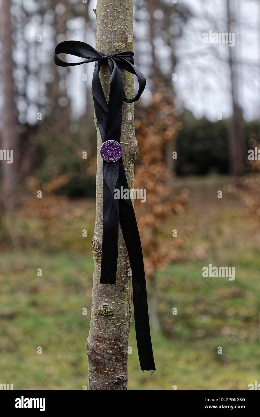 Das QEII Platinum Jubilee Medaillon und das schwarze Band auf dem Jubilee Memorial Tree Stockfoto