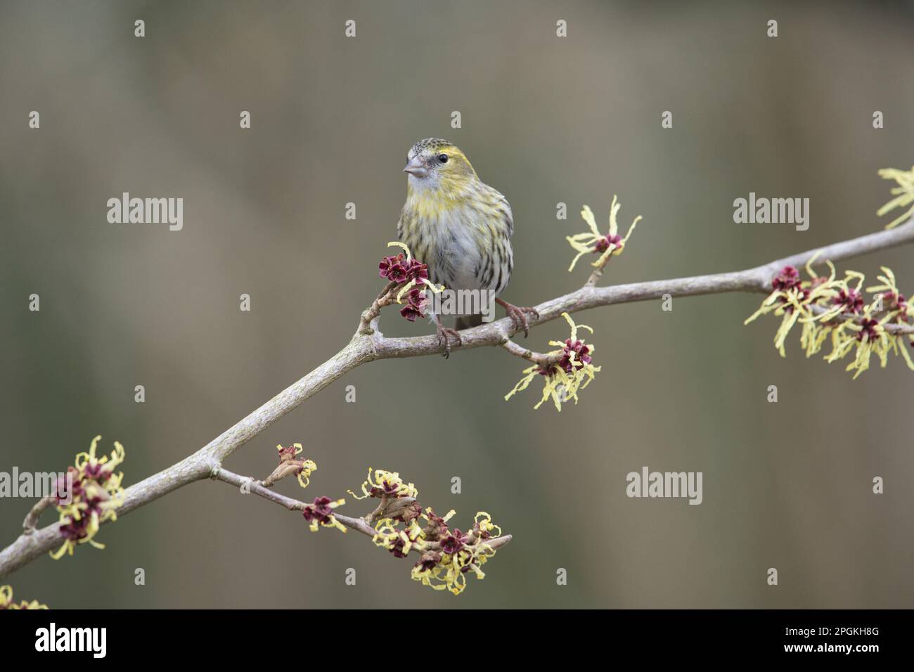 Weibliche Siskin (Spinus spinus) auf japanischer Hexenhasel (Hamamelis) im Frühjahr. Die Pflanze blüht. Stockfoto Weibliche Siskin (Spinus spinus) auf japanischer Hexenhasel (Hamamelis) im Frühjahr. Die Pflanze blüht. Stockfoto