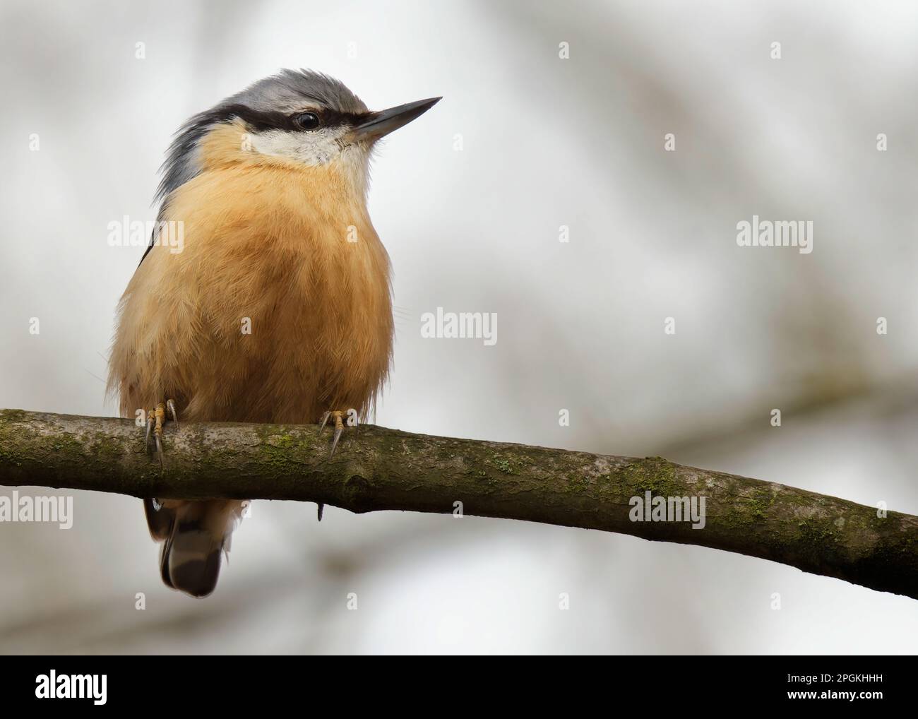 Eurasian Nuthatch sitzt auf dem Ast. Porträt mit Kopf nach rechts. Stockfoto