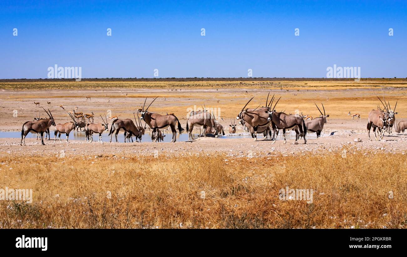 Oryx Antilope im Etosha-Park Namibia Stockfoto