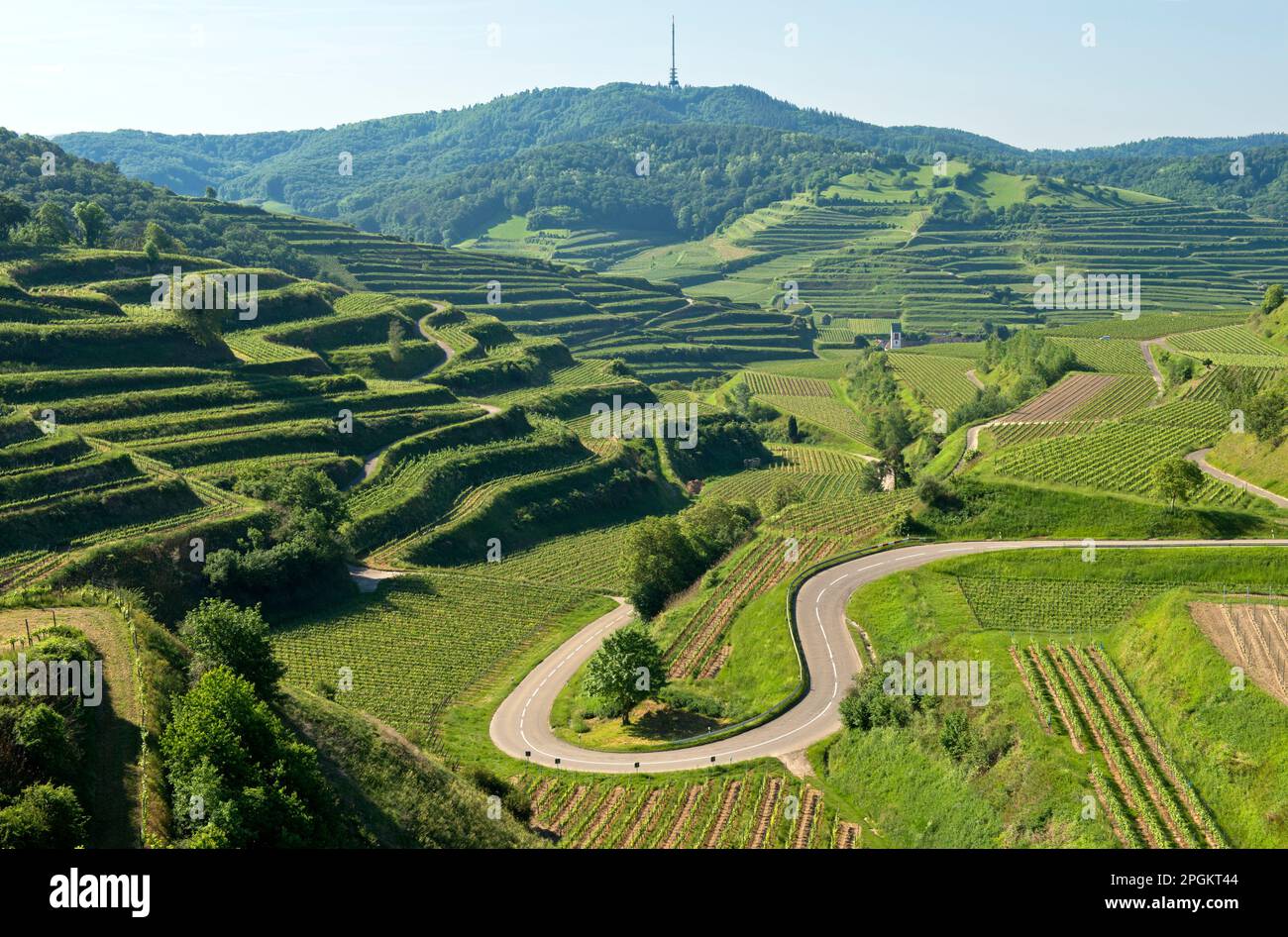 U-förmige Serpentine am Texas Pass zwischen Oberbergen und Kiechlinsbergen, Vogtsburg, Kaiserstuhl, Baden-Württemberg, Deutschland Stockfoto