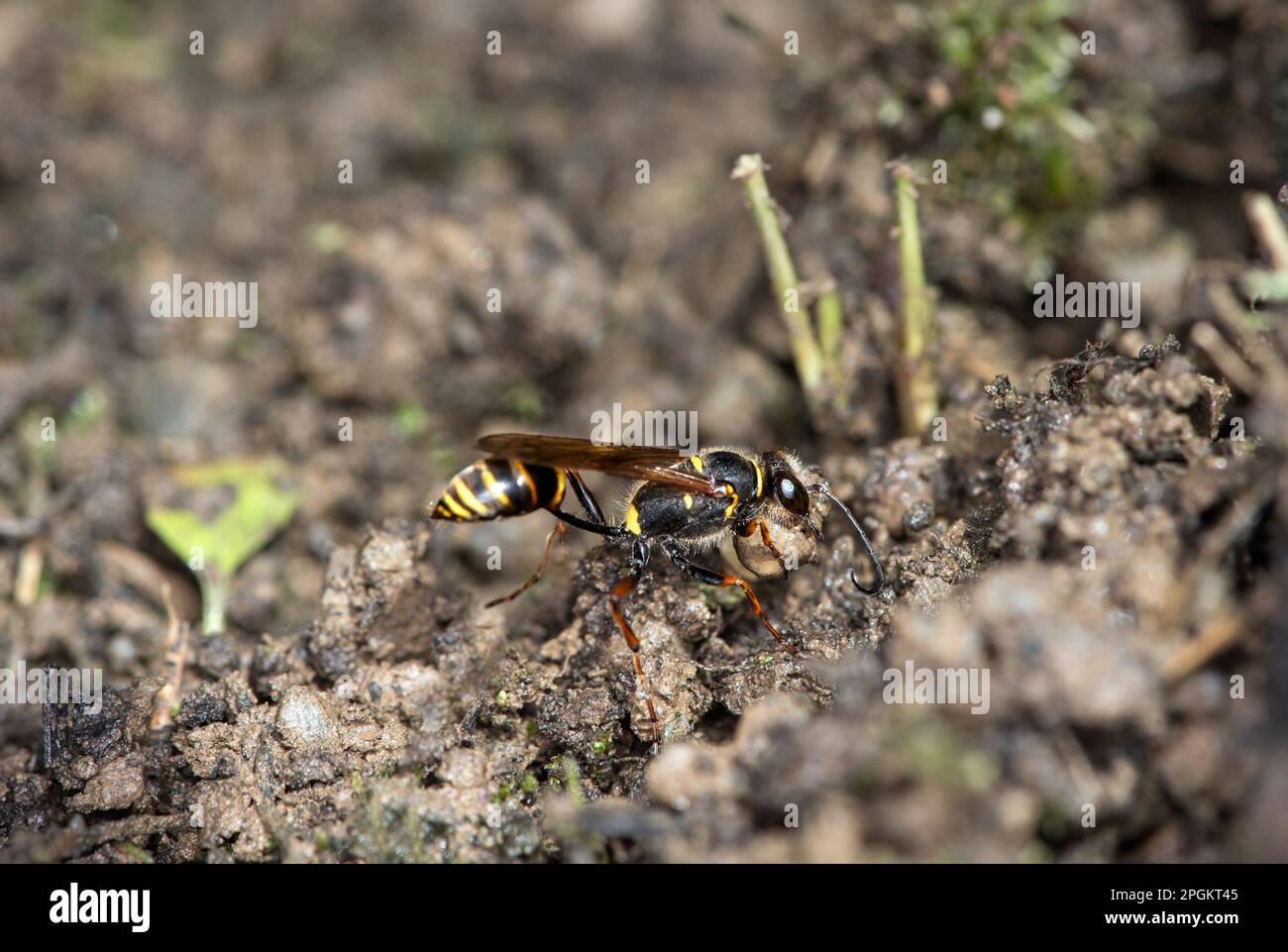 Asiatische Schlammbrauber-Wespe (Sceliphron curvatum), die Schlamm für den Bau von Brut-Zellen sammelt, Ovronnaz, Valas, Schweiz Stockfoto