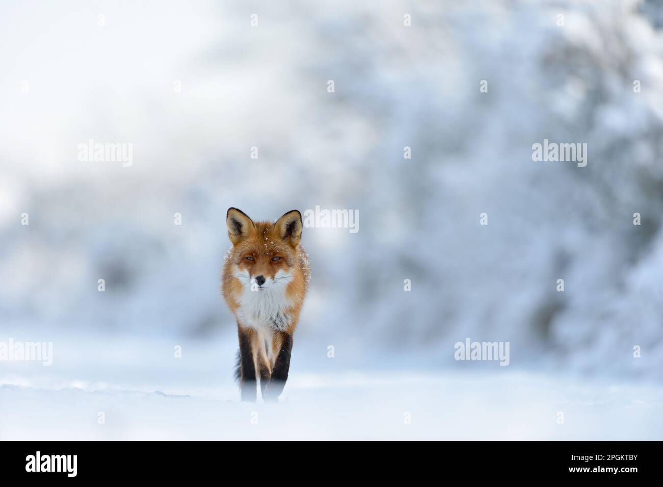 Augenkontakt... Der Rotfuchs ( Vulpes vulpes ) verläuft durch eine tiefe verschneite Landschaft entlang des Waldrands direkt in Richtung Kamera, frontaler Schuss von den Impres Stockfoto