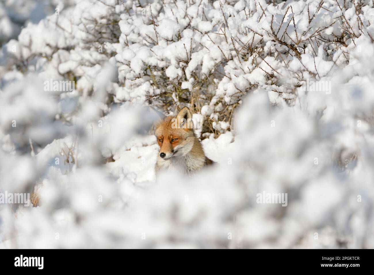 Versteckt zwischen Büschen... Rotfuchs ( Vulpes vulpes ) im Hochschnee, ein Wintermärchen. Stockfoto