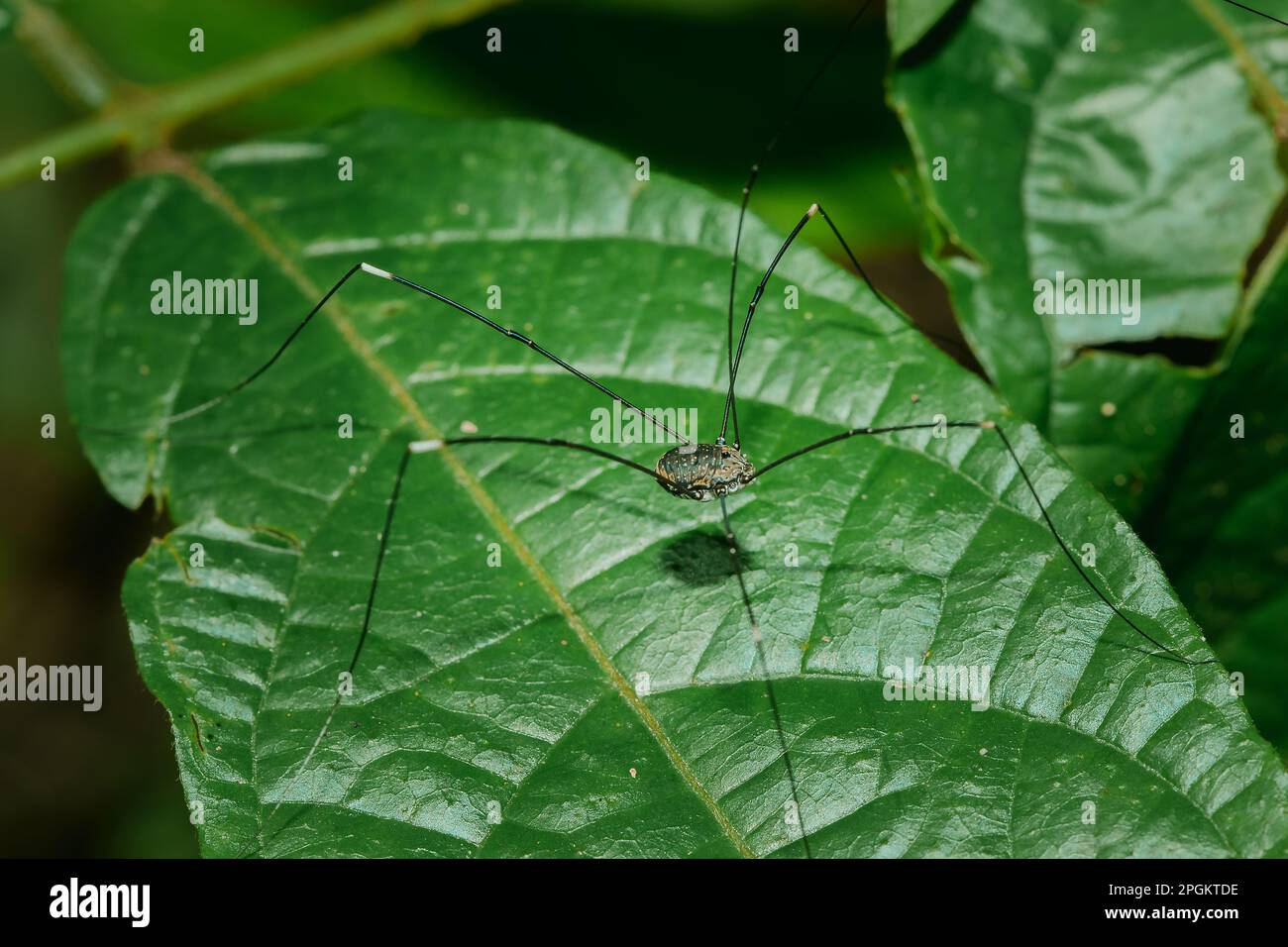 Die schwarze langbeinige Spinne (Kosynoschka) lebt auf den Blättern der Natur. Über die ganze Welt verteilt gibt es mehr als 6 Arten. Stockfoto