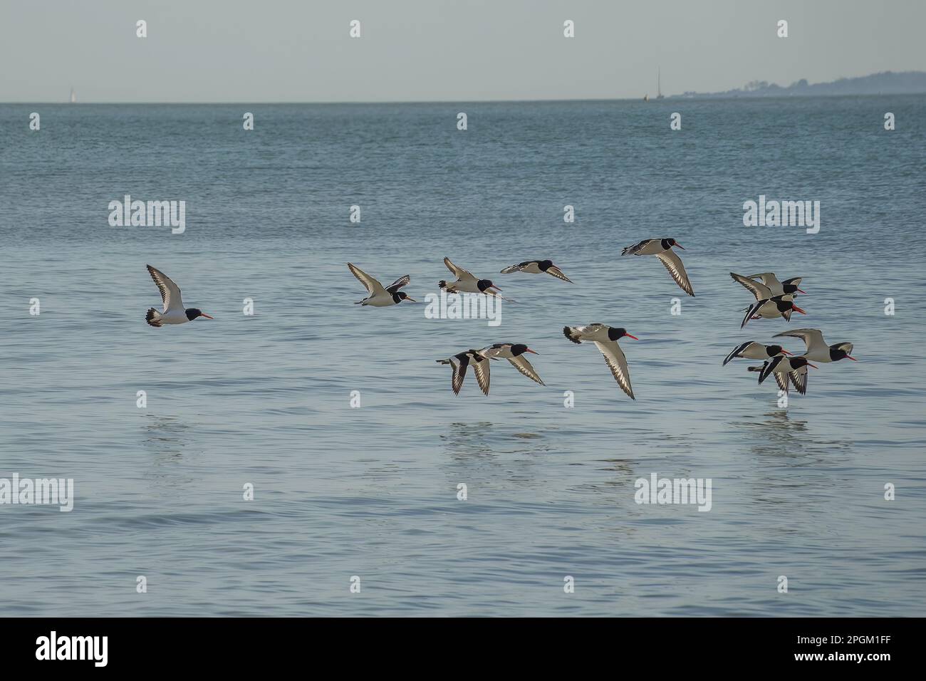 austernfänger fliegen über das Meer Stockfoto