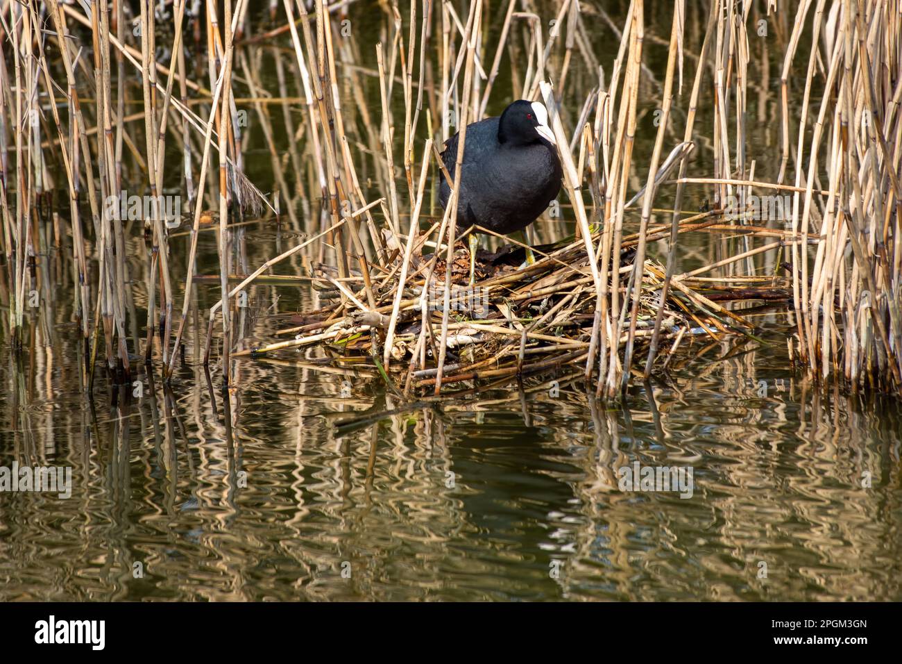 coot fulica atra steht auf einem Nest im Wasser Stockfoto