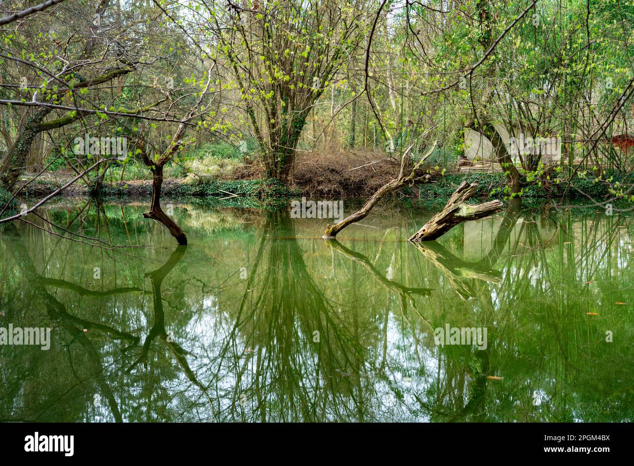Tote Bäume mit Reflexionen an einem See im Arboretum Sarvar. Stockfoto