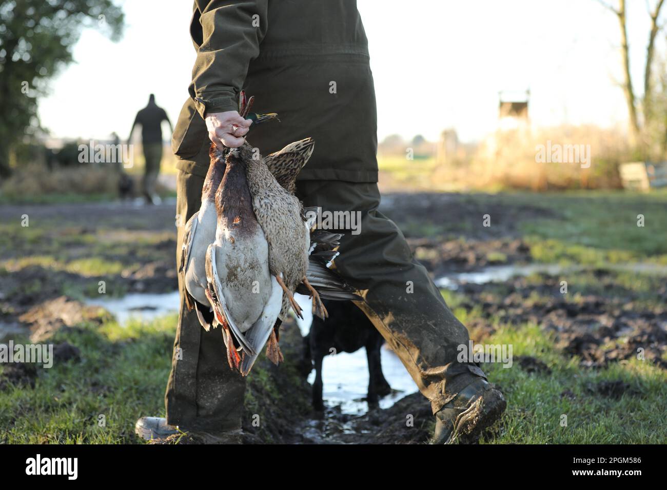 Ein Mann, der tote Enten auf dem Land trägt Stockfoto
