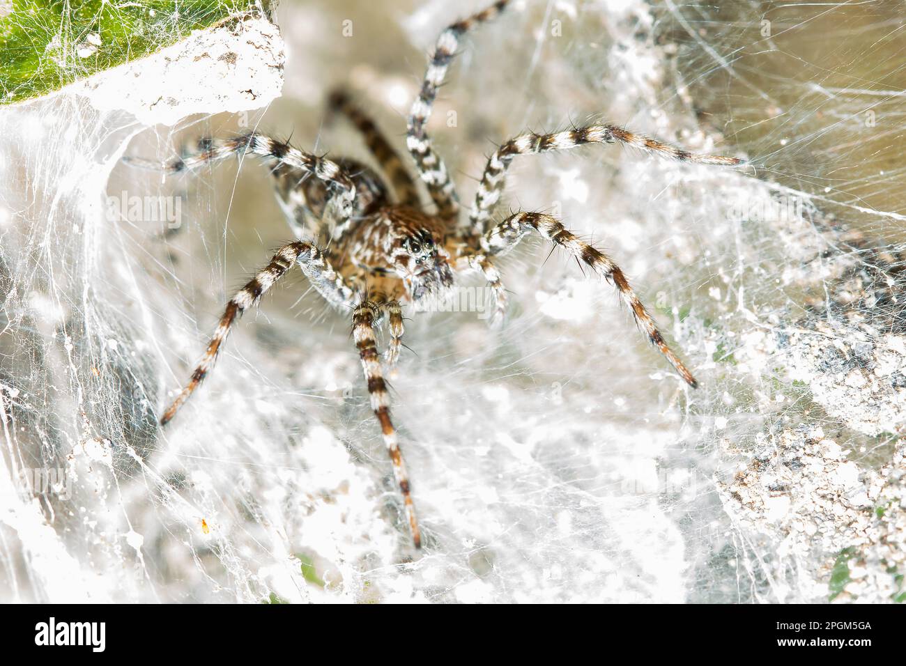 Hippasa holmerae Hippasa holmerae ist auf hohlen Fasern ein Arachnid in der Lycosidae-Familie von 35 anerkannten Arten. Stockfoto