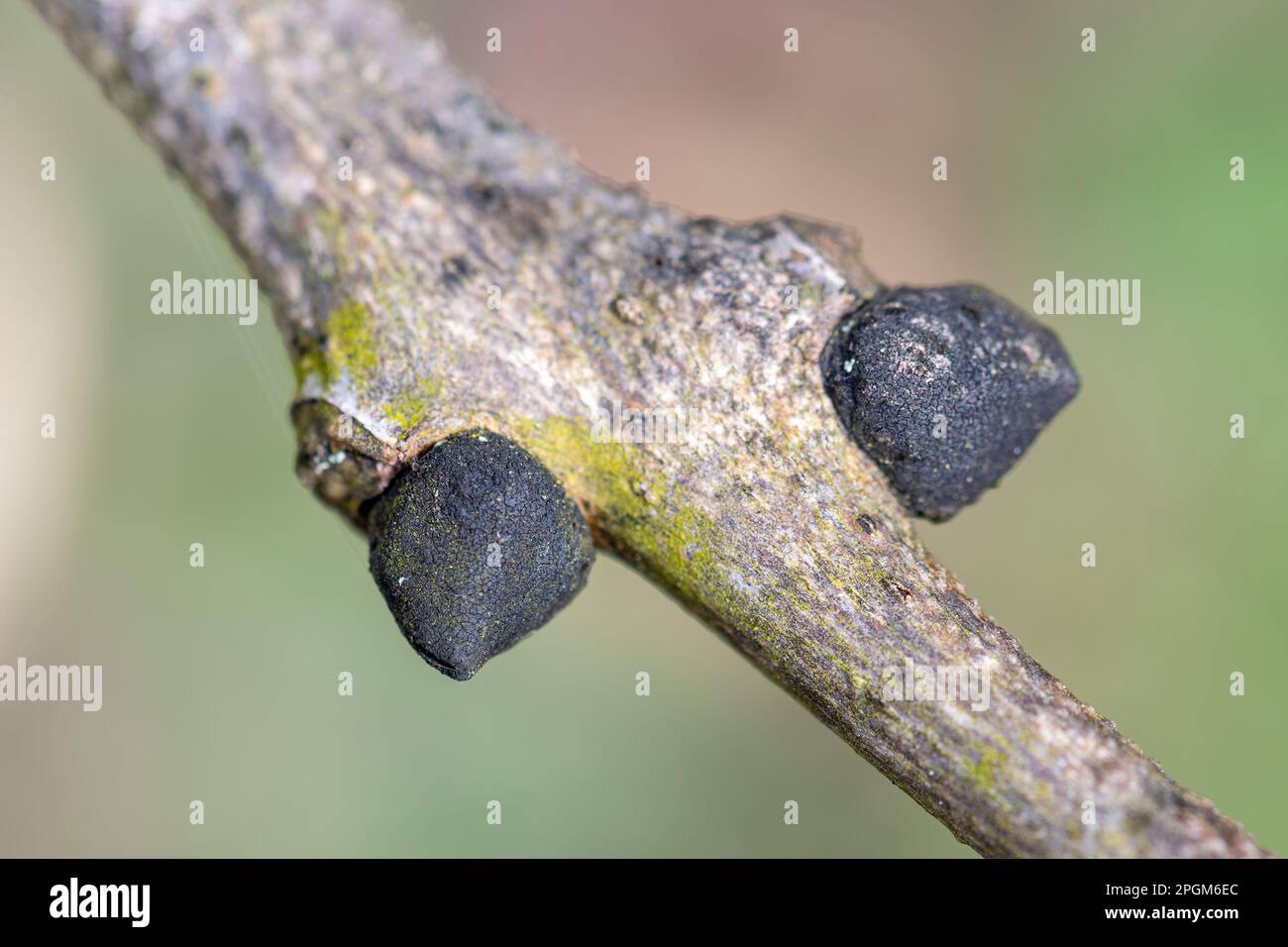Nahaufnahme von Esche (Fraxinus excelsior) mit den schwarzen Knospen, England, Großbritannien, im Frühling Stockfoto
