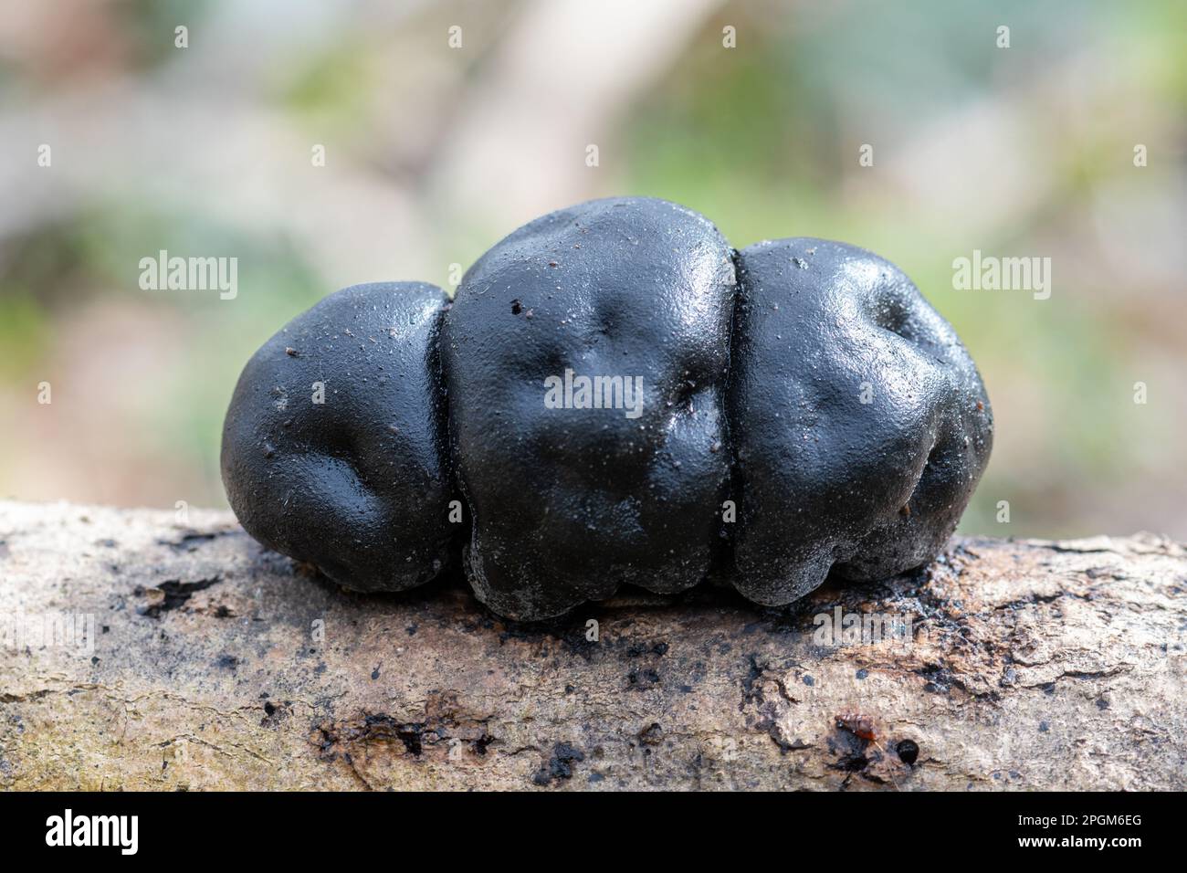 König Alfred's Kuchenpilz Pilz (Daldinia concentrica, auch Krampfbälle oder Kohlepilz genannt) auf einem Baum im Herbst, Großbritannien Stockfoto