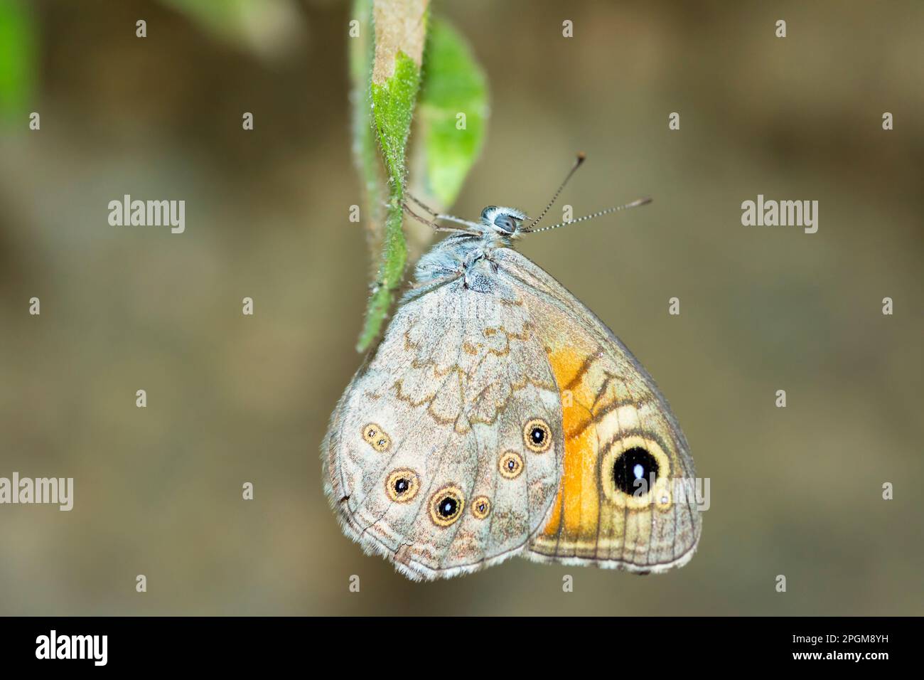 Großer, brauner Schmetterling auf einem Blatt, Lasiommata MAERA Stockfoto