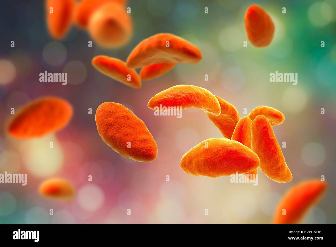 Toxoplasma gondii im Tachyzoitstadium, Illustration. T. gondii ist eine