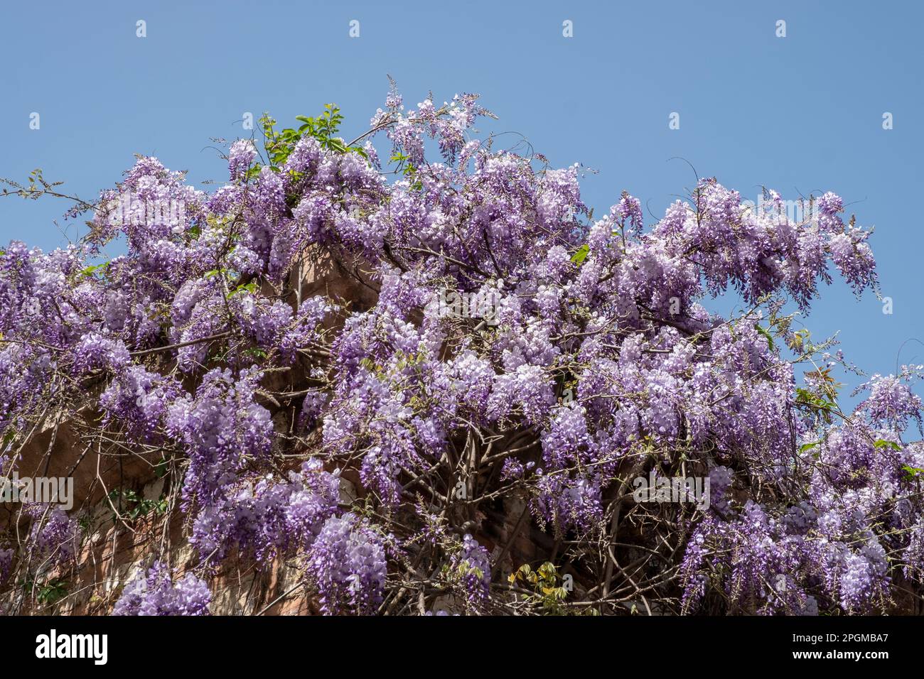 Violette Wisteria Blumen blühen auf dem Baum mit Himmelshintergrund Stockfoto