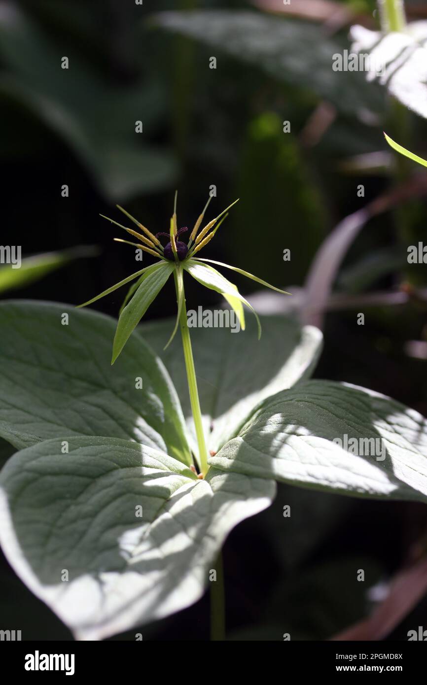 Sehr giftige Pflanze Herb Paris (Paris quadrifolia) blüht im Frühjahr im litauischen Wald Stockfoto