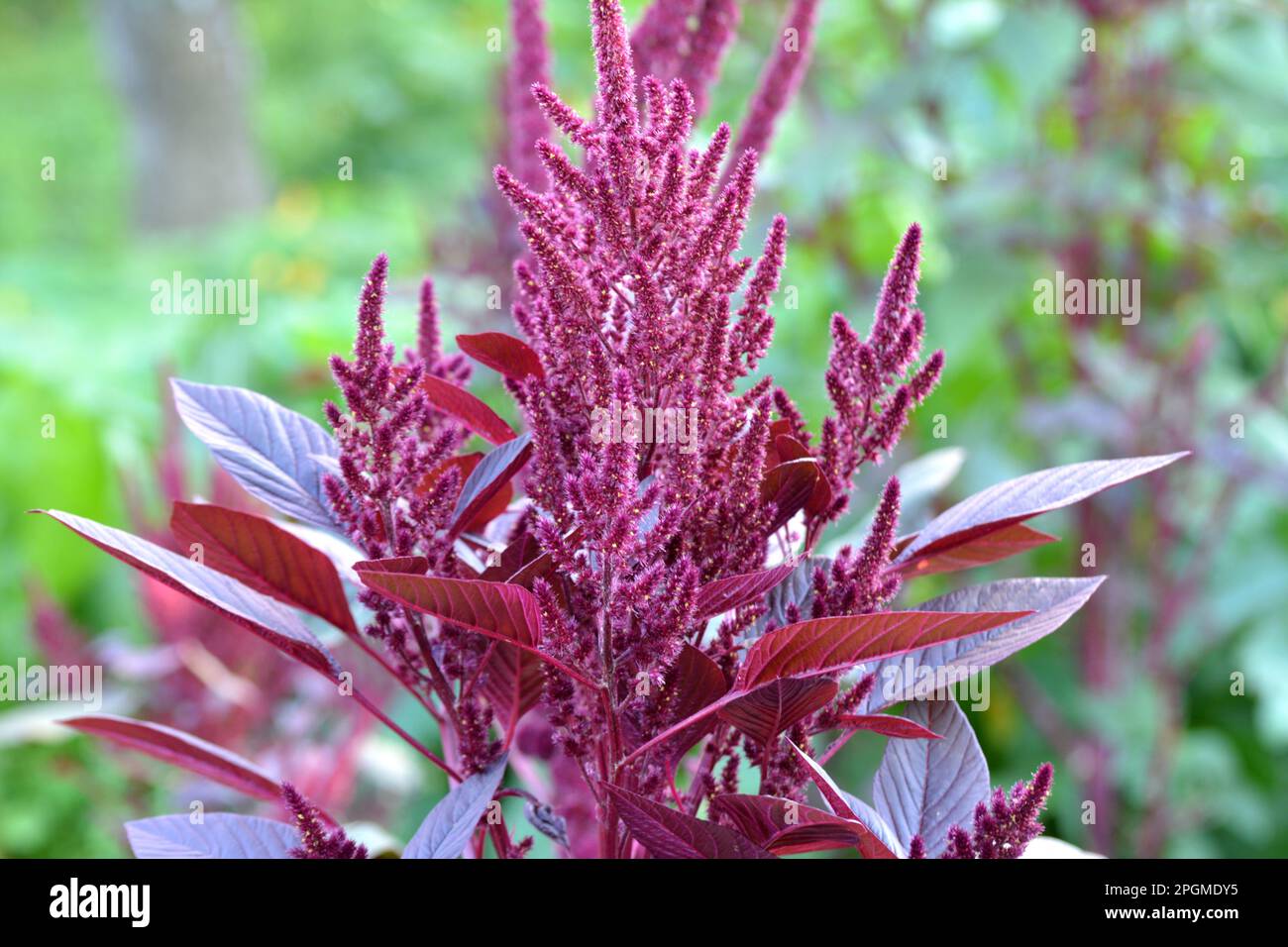 Amaranth farm Fotos und Bildmaterial in hoher Auflösung Alamy