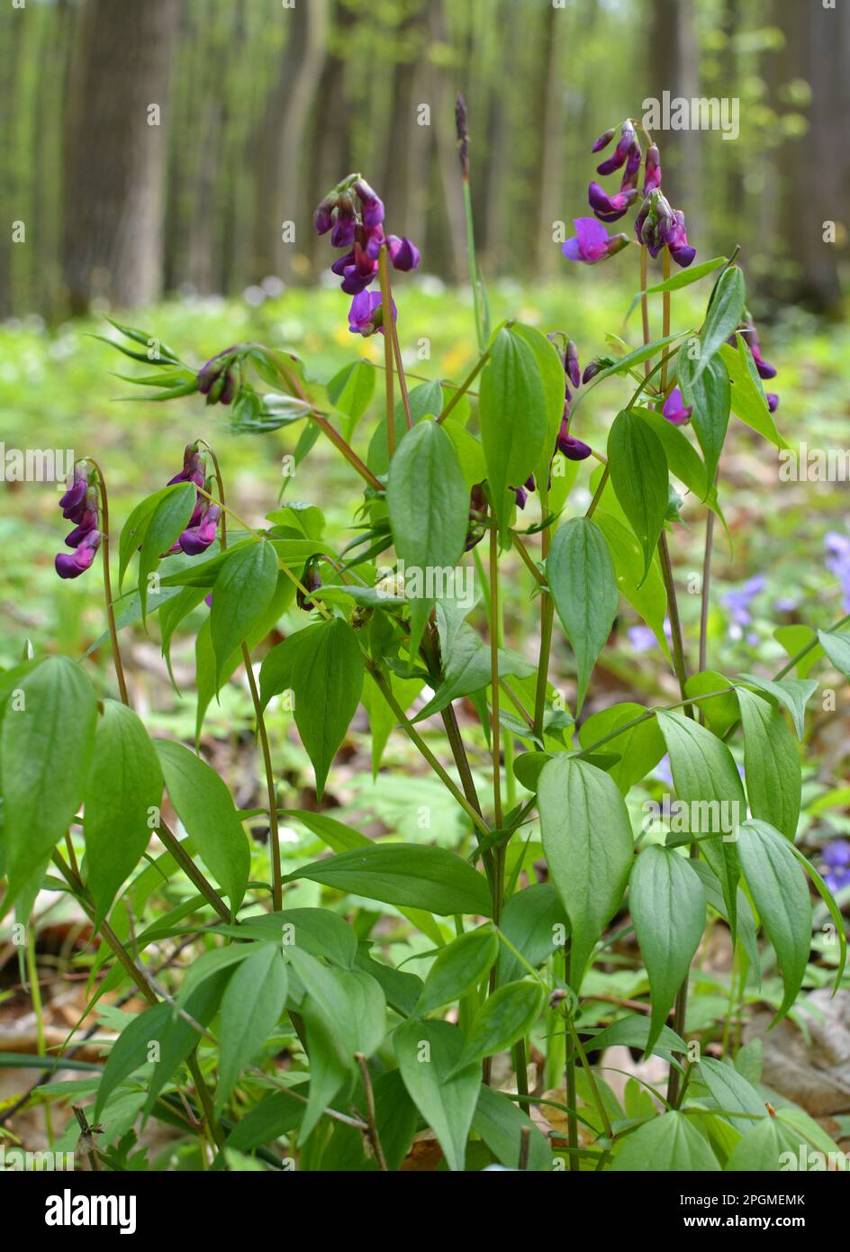 Frühling in der Wildnis im Wald blüht Lathyrus vernus Stockfoto