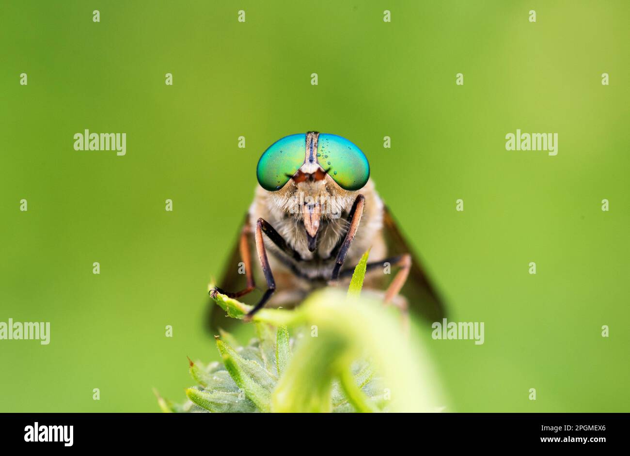 un bel esemplare di tafano con grandi occhi verdi su un fiore Stockfoto