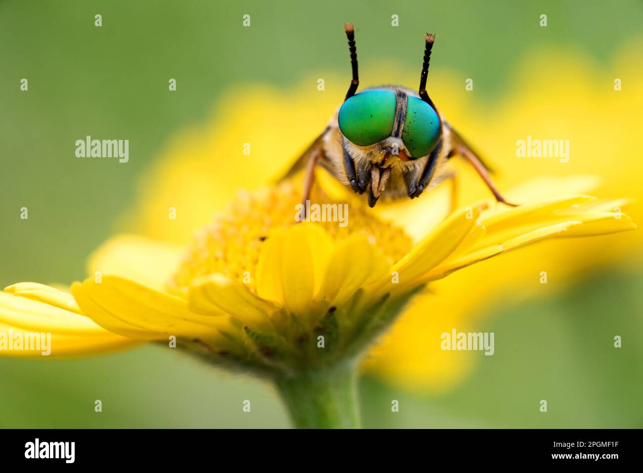 un bel esemplare di tafano con grandi occhi verdi su un fiore Stockfoto