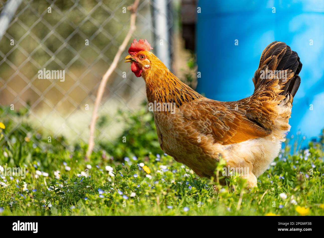 Empordanesa-Rasse (gallina de raca empordanesa), die frei herumläuft und sich im Gras ernährt (Gallus gallus domesticus). El Baix Empordà, Girona. Stockfoto