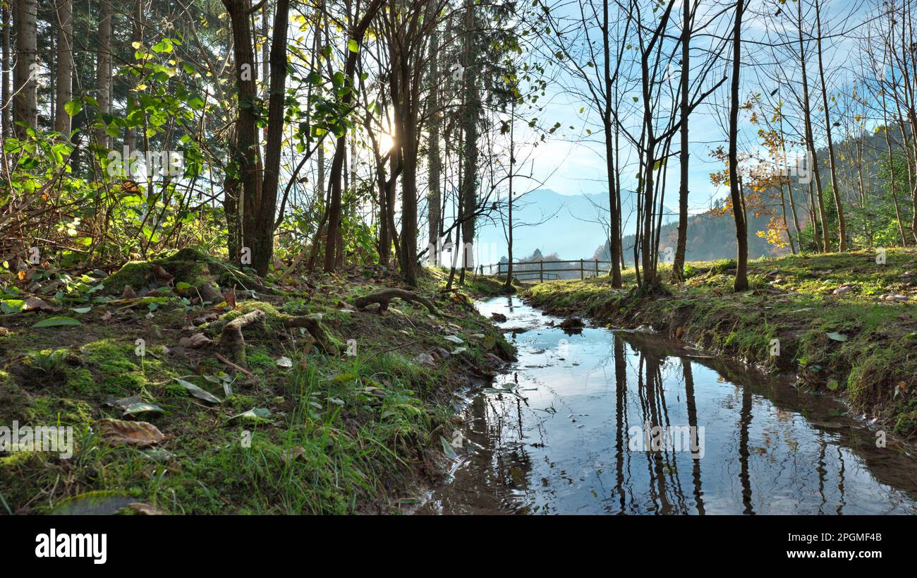 Waldrodung, durch die ein Fluss fließt, der Reflexionen im Wasser und Blätter auf dem Boden aufweist Stockfoto