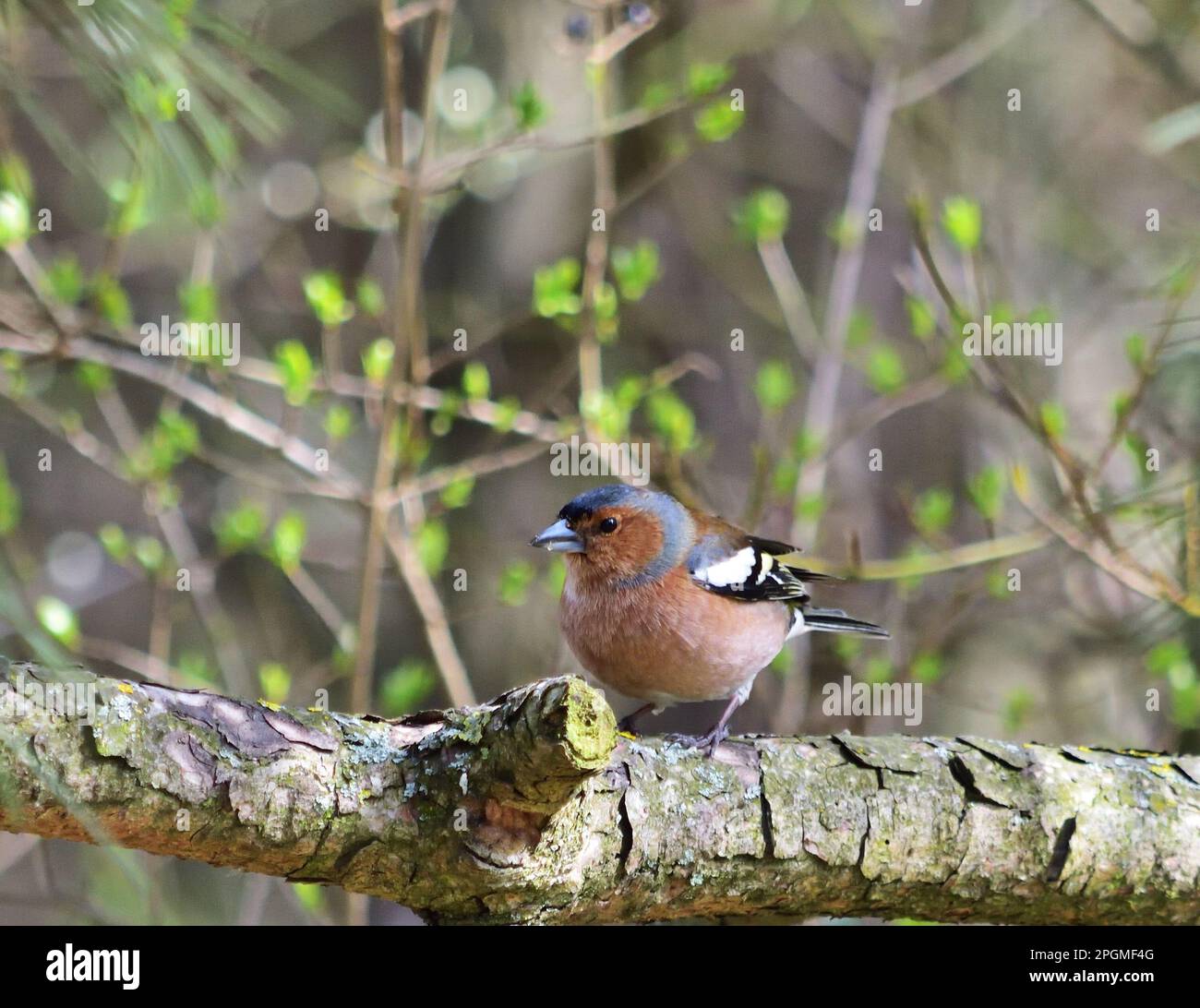 Fringilla coelebs, männlich bei St. Polten, Österreich Stockfoto