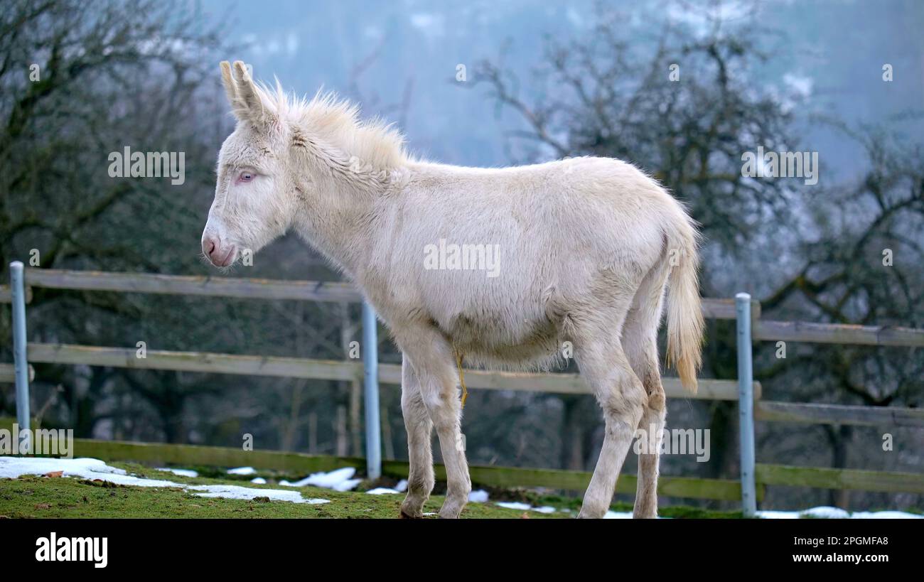 Inscribe Esels Ganzkörperaufnahme eines weiĂen Esels im Winter im Wildpark Feldkirch ...