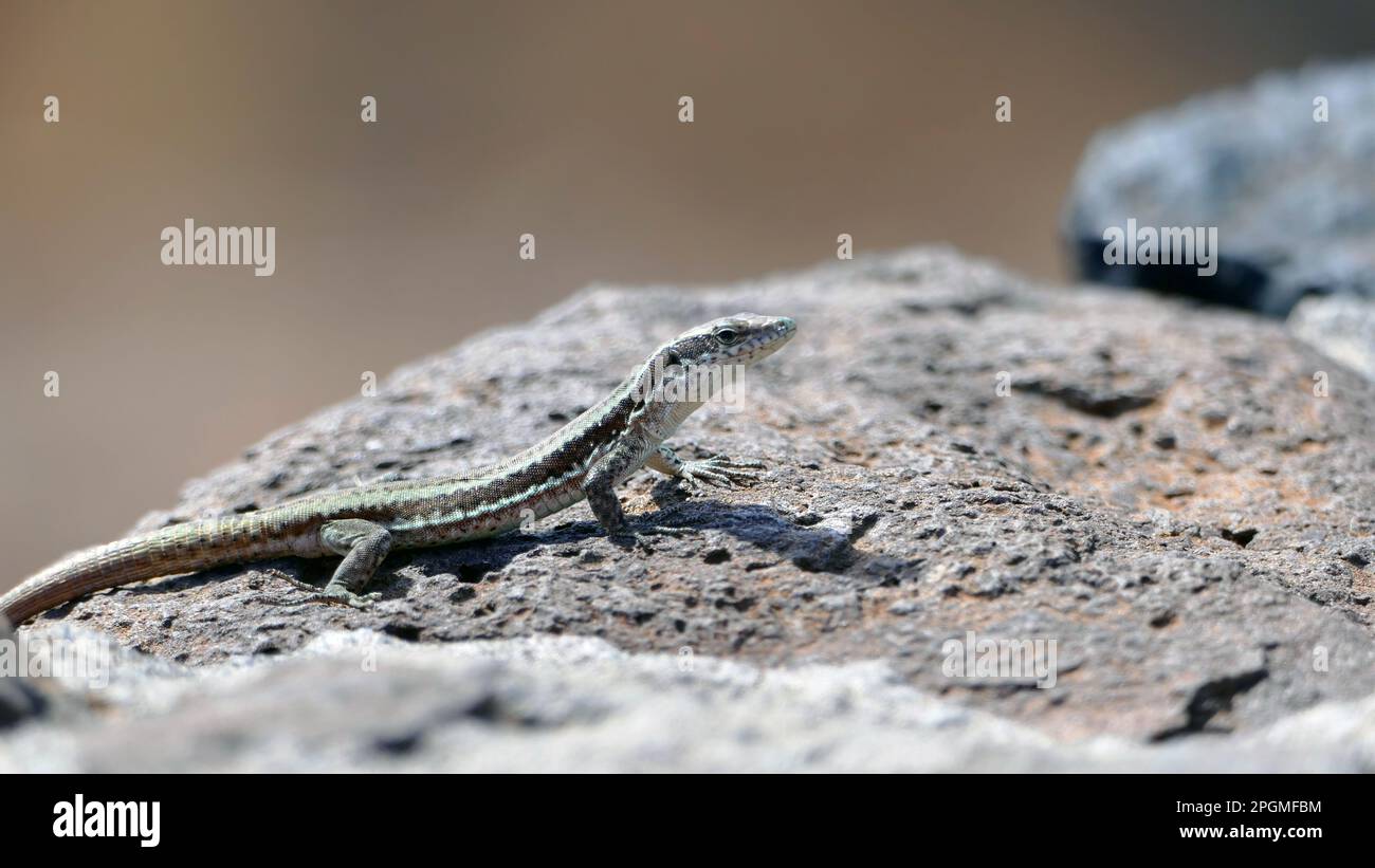 Neugierige Eidechse mit ausgestrecktem Kopf auf einem Stein in Madeira, Portgal Stockfoto