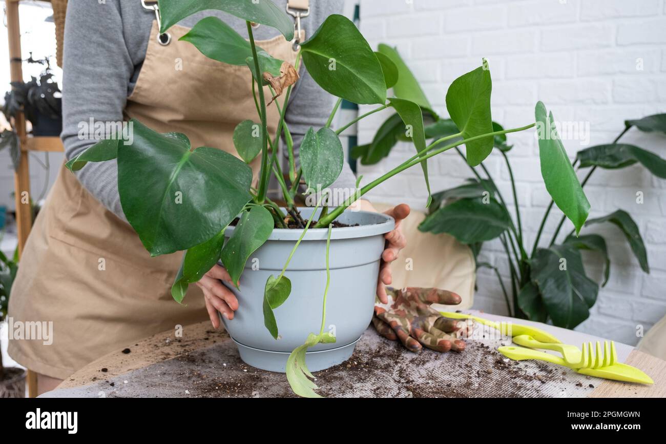 philodendron cream splash kaufen Philodendron hederaceum 'Cream Splash'