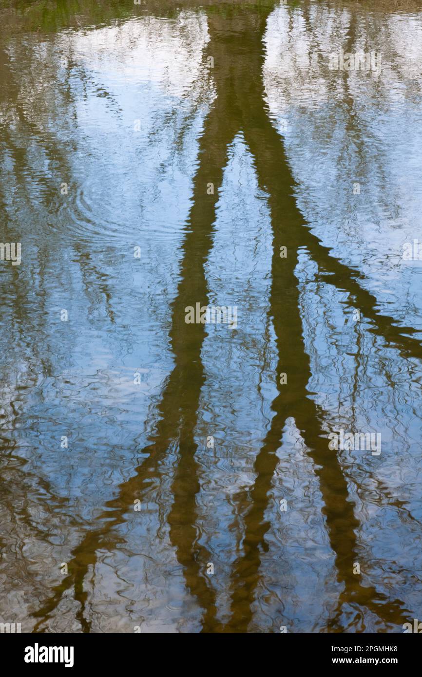 Abstrakte Reflexion von Bäumen im Wasser Stockfoto