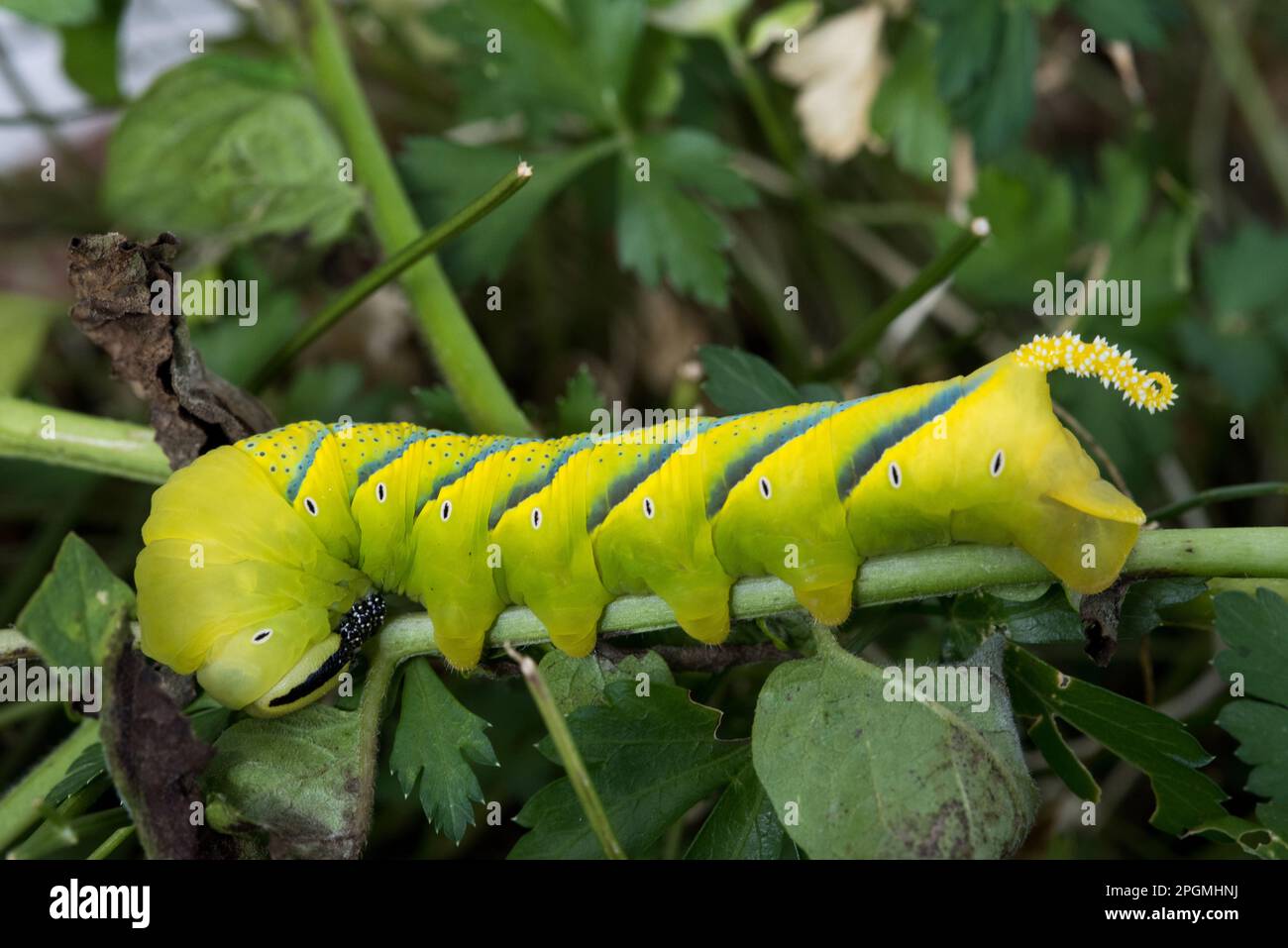 un bel bruco di sfinge testa di Morto Stockfoto