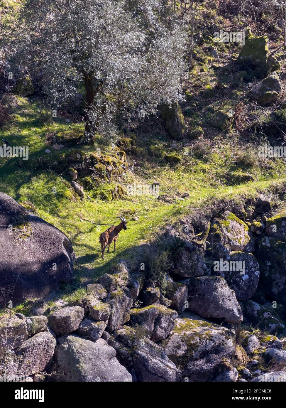 Ziegengrasen neben dem Wasserlauf in der Nähe des Wasserfalls Fecha de Barjas (auch bekannt als Tahiti-Wasserfall) in den Bergen des Peneda-Geres-Nationalparks, Hafen Stockfoto