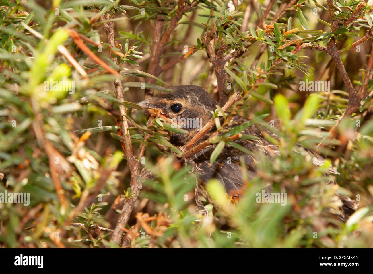 Juvenile Robin in Yew Bush Stockfoto